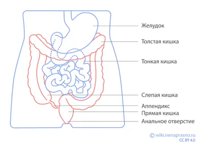 Онко Вики — Как устроен кишечник?