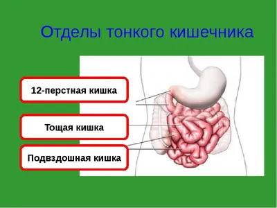 Лечение кишечника. Лечение лечение кишечника от ведущих докторов | Лучшие  клиники | Отзывы | Patient-mt.ru