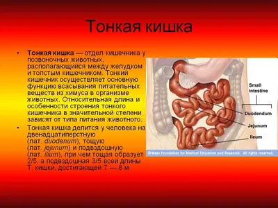 Кишечник: его влияние на Финансы и Настроение | ღ︎Мудрые Мысли за чашкой  кофеღ︎ | Дзен