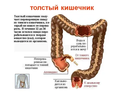 Лечение кишечника. Лечение лечение кишечника от ведущих докторов | Лучшие  клиники | Отзывы | Patient-mt.ru