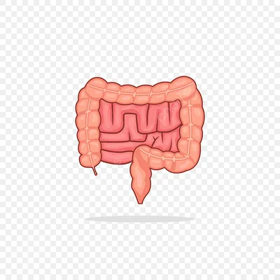 Фотографии Кишечника Человека: Выберите Размер и Формат | Кишечник человека  Фото №755194 скачать