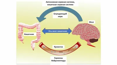 кишечника схема анатомии человека рисованной векторные иллюстрации PNG ,  кишечник, пищевые, анатомия PNG картинки и пнг рисунок для бесплатной  загрузки