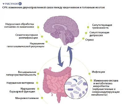 кишечник иллюстрация штока. иллюстрации насчитывающей график - 18766399