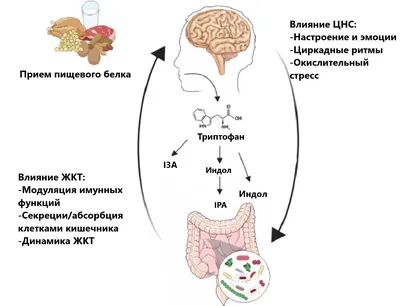 Зачем нужно заботиться о кишечнике - 7Дней.ру