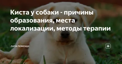 Киста у собаки - причины образования, места локализации, методы терапии |  Лапа помощи | Дзен