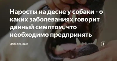 Наросты на десне у собаки - о каких заболеваниях говорит данный симптом,  что необходимо предпринять | Лапа помощи | Дзен