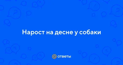 Гингивит у собак: причины, симптомы, лечение гингивита у собак | Royal Canin