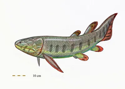 Кистепёрые рыбы: Краткая история возвышения и забвения наших легендарных  «предков» | Книга животных | Дзен