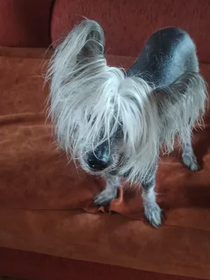 Китайская лысая хохлалая собака, Chinese Crested Dog, #Shorts - YouTube