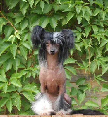 Китайская хохлатая собачка Chinese Crested Dog - ГОЛЫЕ СОБАКИ - Форум  борзых пород собак. Русская псовая борзая. Кинологический клуб Нока.