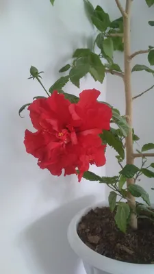 Китайская роза, Гибискус - Hibiscus rosa-sinensis. Уход, выращивание  гибискуса