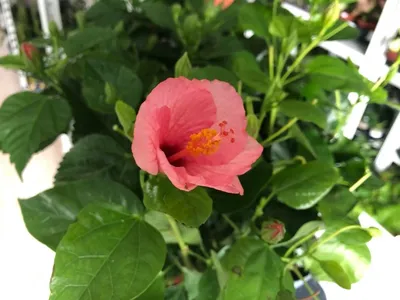 Hibiscus Venetie roze - Китайская роза (Ø 12 см)