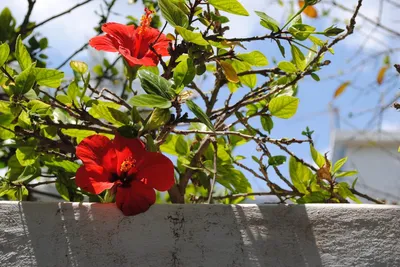 Гибискус белый, китайская роза Hibiscus Stock Photo | Adobe Stock