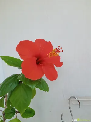 Гибискус китайский красный - Китайская роза - Бунгарайя - (лат. Hibiscus  rosa-sinensis) СЕМЕНА 15шт + подарок | AliExpress