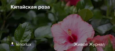 Гибискус желтый махровый (китайская роза), Hibiscus rosa-sinensis  (ID#1669663112), цена: 126 ₴, купить на Prom.ua