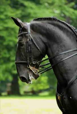 Кладрубская лошадь фото