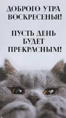 Прекрасного воскресенья!#Доброе утро!#Отличного настроения на весь де... |  TikTok