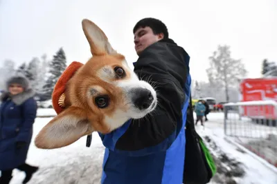 Найдена собака Овчарка на Центральной улице, клеймо Е1А 2815 | Pet911.ru