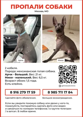 Пропала собака Барни, ул. И. Е. Стырина, Гурьево, клеймо, 89208736073 |  Pet911.ru