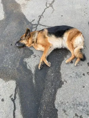 Нужна помощь охотников в поиске собаки - Чеховский район, МО - Пропала /  найдена собака - Форум охотников и рыбаков МООиР