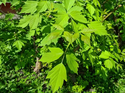 🌳 Искусственное дерево: Клен, любая высота. От производителя!