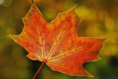 Free: Autumn Leaves Maple Leaf - Кленовый Лист Вектор Png - nohat.cc