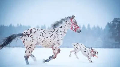 Клеппер лошадь: изображение, которое никогда не устареет