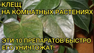 Паутинный клещ на огурцах: методы борьбы | советы экспертов \"Професійне  насіння\"