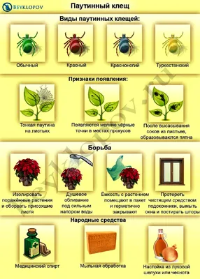 Что делать, если листья растения стали липкими? (Щитовка)