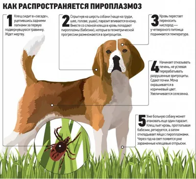 Клещ на лапке у собаки: рассказываю что делать | Корги Хантер и К* | Дзен