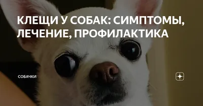 Ушной клещ у собаки: симптомы, причины и лечение | Royal Canin UA