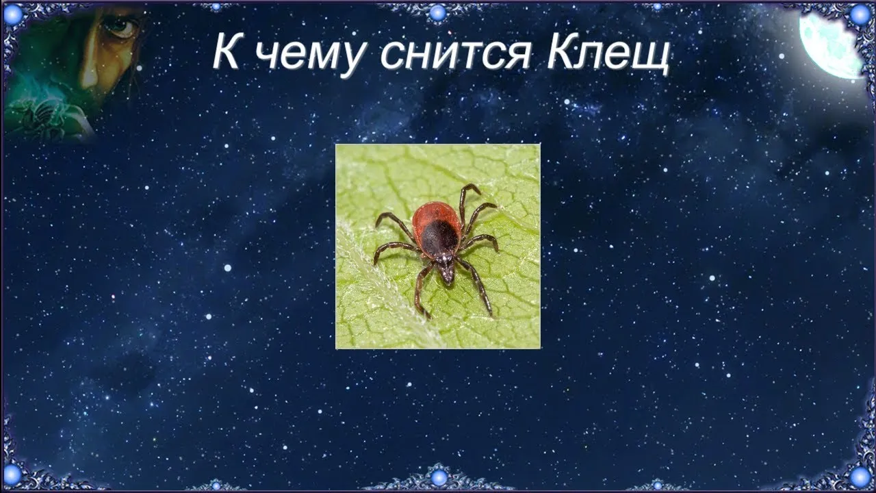 Сонник клещи много