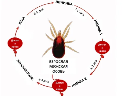 Клещи у кур и лечение натуральными средствами | Курочка | Дзен