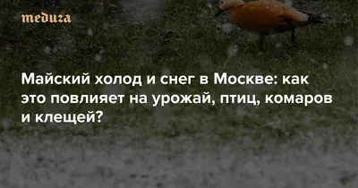 Деталь Красного Клеща Птицы Под Микроскопом — стоковые фотографии и другие  картинки Ectoparasite - iStock