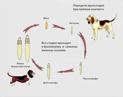 Ушной клещ у кошек: симптомы, лечение, профилактика - SUPERPET