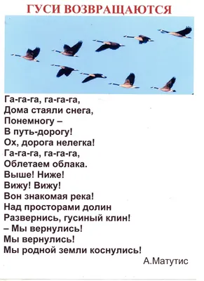 В Кирзинском заказнике зазвучали ранние песни серых журавлей | Русское  географическое общество