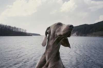 Чортків Безпритульні Тварини \" Chortkiv homeless animals \" | ❗ Інфопост.❗ |  Facebook