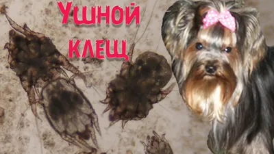 Чутлива шкіра у собак: ознаки, причини та лікування | Purina