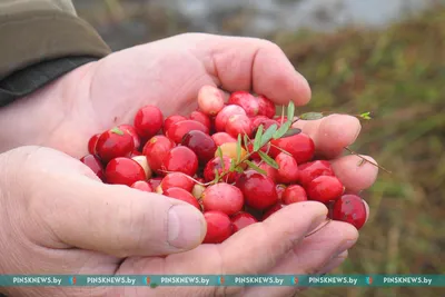 Клюква свежезамороженная с бесплатной доставкой на дом из «ВкусВилл» |  Москва и вся Россия