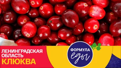 🍒 Купить клюкву в Екатеринбурге: цена за 1 кг от 720 руб за свежие ягоды —  интернет-магазин Дикоед