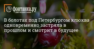 Семена Томат «Клюква в сахаре» по цене 40 ₽/шт. купить в Архангельске в  интернет-магазине Леруа Мерлен