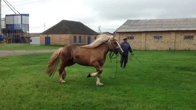 Лучшие фото Кливлендской гнедой в высоком разрешении