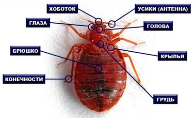 Мраморный клоп — Википедия