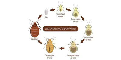 Клопы могут превратить украинские города в Париж - 22.10.2023 Украина.ру