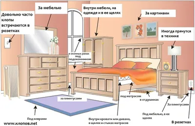 Что делать, если в мягкой мебели завелись клопы и другие микроорганизмы