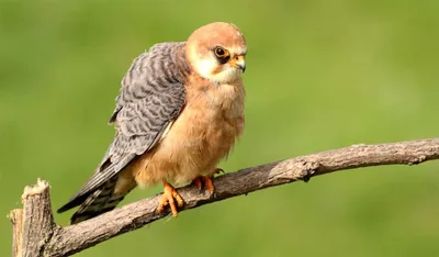 Де́рбник (лат. Falco columbarius) — хищная птица, мелкий сокол.(дробник,  дермлиг, дербничек, дербушок, кобец, соколок, мышат… | Animals of the  world, Animals, Birds