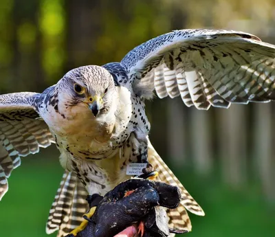 Birdsnews - новости о птицах - Дербник, дробник, кобец, мышатник, дербушок,  соколок и даже дермлиг - названий много, а птица одна 🙃 Этот мелкий сокол  гнездится в Северной и Восточной Европе, Северной