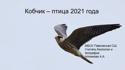 Кобчик (лат. Falco vespertinus)