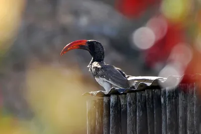 Кобчик (лат. Falco vespertinus)