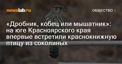 Најбрзата птица на светот: Сивиот сокол- чувар на македонското небо